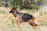 BERGER ALLEMAND 239
